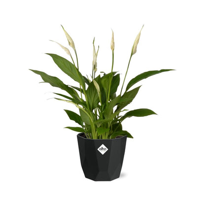Kamerplant - Spathiphyllum Torelli - Inclusief sierpot - Pot Ø 12cm