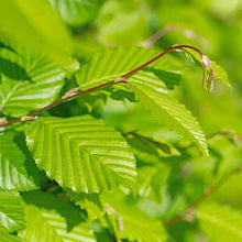 Buitenplant 6x Carpinus betulus - Haagplant - Pot Ø 17cm Hoogte ↕ 55cm