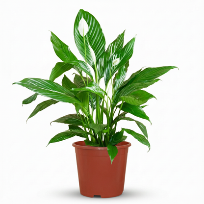 Kamerplant - Spathiphyllum (Lepelplant) - Bloeiend - Pot Ø 19cm Hoogte ↕ 70-80cm