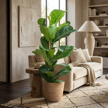 Kamerplant - Ficus Lyrata - Luchtzuiverend - Pot Ø 21cm Hoogte ↕ 80cm