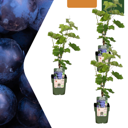 Buitenplant 3x Biologische Druivenplanten - Pot Ø 13cm Hoogte ↕ 20cm