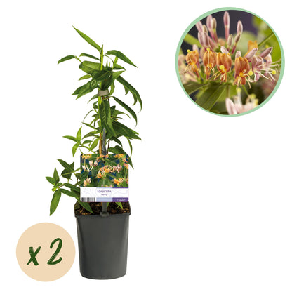 Buitenplant 2x Lonicera henryi - Bloeiend - Pot Ø 11cm Hoogte ↕ 40cm