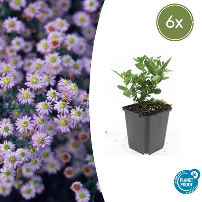 Buitenplant 6x Aster ageratoides 'Stardust' - Bloeiend - Pot Ø 9cm Hoogte ↕ 10-25cm