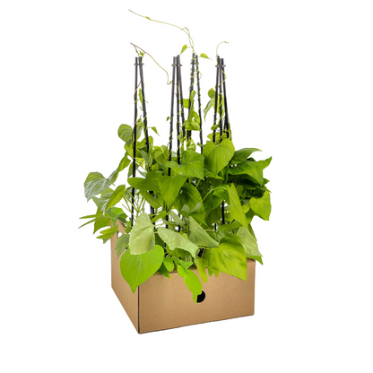 Buitenplant 4x Ipomoea Tricolor Heavenly Blue - Klimplant - Pot Ø 13cm Hoogte ↕ 60cm