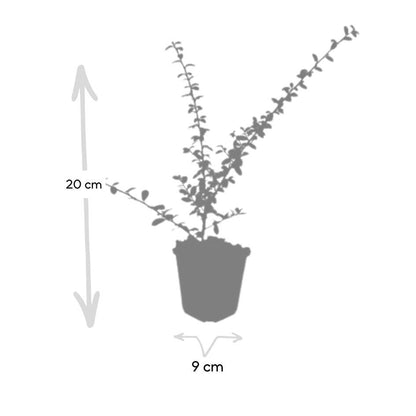 Buitenplant 24x Cotoneaster suec. 'Coral Beauty' - Pot Ø 9cm Hoogte ↕ 10-25cm