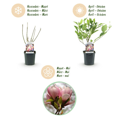 Buitenplant - Magnolia Soulangiana - Bloeiend - Pot Ø 17cm Hoogte ↕ 45cm