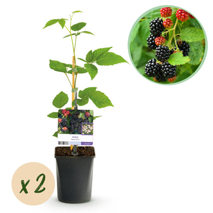 Buitenplant 2x Rubus Black Satin - Doornloze zwarte braam - Pot Ø 11cm Hoogte ↕ 40cm