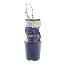 Buitenplant - Vitis Boskoop Glory (Blauwe druif) - Pot Ø 12cm Hoogte ↕ 30cm