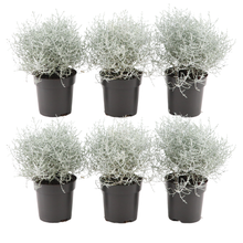 Buitenplant 6x Calocephalus - Zilverstruikje - Pot Ø 10cm Hoogte ↕ 15cm