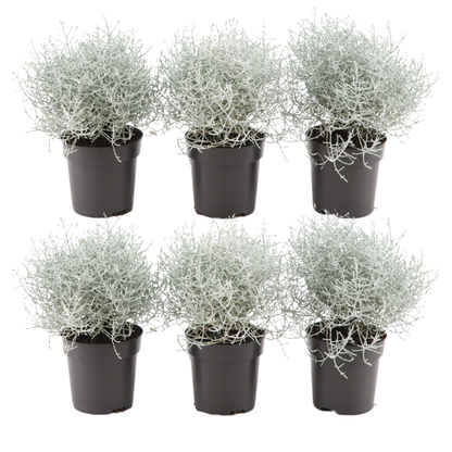 Buitenplant 6x Calocephalus - Zilverstruikje - Pot Ø 10cm Hoogte ↕ 15cm