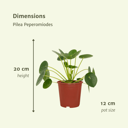 Kamerplant 2x Pilea Peperomioides (Pannekoekenplant) - Pot Ø 12cm Hoogte ↕ 20cm