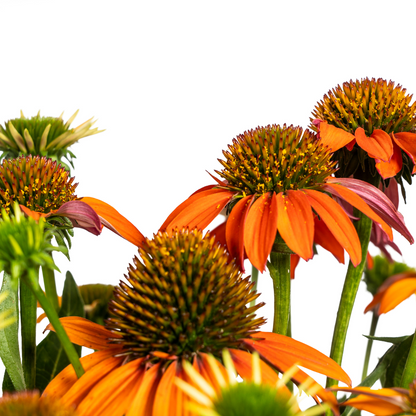 Buitenplant - Echinacea Purpurea Orange - Bloeiend - Pot Ø 19cm Hoogte ↕ 60-70cm