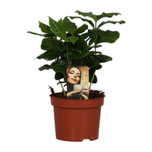 Kamerplant - Coffea Arabica - Pot Ø 12cm Hoogte ↕ 25cm
