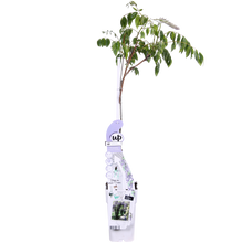 Buitenplant - Wisteria sinensis Caroline - Paarse Regen - Pot Ø 15cm Hoogte ↕ 65cm