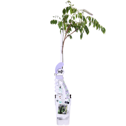 Buitenplant - Wisteria sinensis Caroline - Paarse Regen - Pot Ø 15cm Hoogte ↕ 65cm