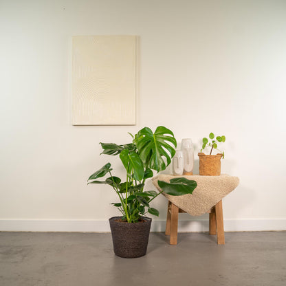 Kamerplant - Monstera Deliciosa - Pot Ø 21cm Hoogte ↕ 80cm