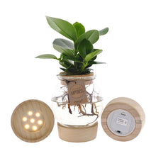 Kamerplant - Clusia in Bolglas met Klikkurk & LED - Pot Ø 12cm Hoogte ↕ 30cm