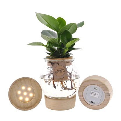 Kamerplant - Clusia in Bolglas met Klikkurk & LED - Pot Ø 12cm Hoogte ↕ 30cm