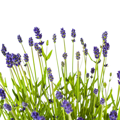 Buitenplant - Lavandula Angustifolia - Pot Ø 19cm Hoogte ↕ 40-50cm
