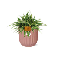 Kamerplant - Chlorophytum Ocean - Pot Ø 16cm Hoogte ↕ 15cm