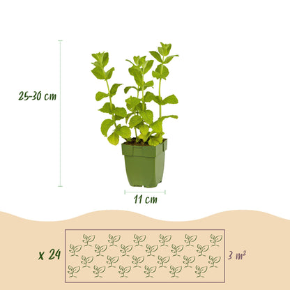 Buitenplant 24x Borderpakket Thee Kruiden - Vaste planten - Pot Ø 11cm Hoogte ↕ 10-25cm
