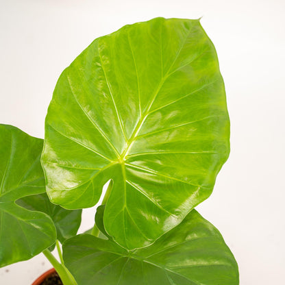 Kamerplant - Alocasia Macrorrhiza - Inclusief sierpot - Pot Ø 19cm Hoogte ↕ 70cm