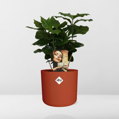 Kamerplant - Coffea Arabica - Pot Ø 14cm