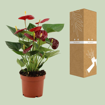 Kamerplant - Anthurium Calon - Pot Ø 12cm Hoogte ↕ 36cm
