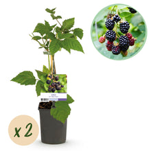 Buitenplant 2x Rubus fruticosus 'Triple Crown' - Braam - Pot Ø 11cm Hoogte ↕ 40cm