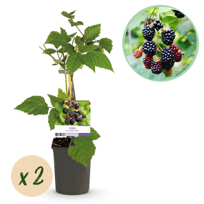 Buitenplant 2x Rubus fruticosus 'Triple Crown' - Braam - Pot Ø 11cm Hoogte ↕ 40cm