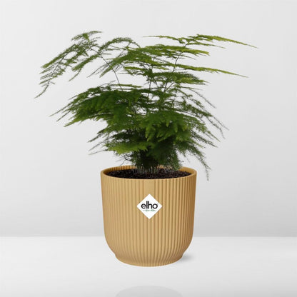 Kamerplant - Asparagus Setaceus 'Plumosus' - Pot Ø 14cm