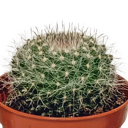 Kamerplant 10x Cactus Mix - Zonder pot - Pot Ø 5.5cm