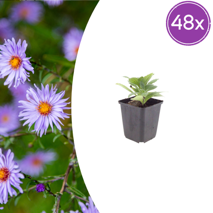 Buitenplant 48x Aster frikartii 'Mönch' - Bloeiend - Pot Ø 9cm Hoogte ↕ 10-25cm