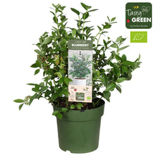 Buitenplant - Vaccinium Cor. 'Bingo Blue' Bio - Blauwe bes - Pot Ø 23cm Hoogte ↕ 50cm