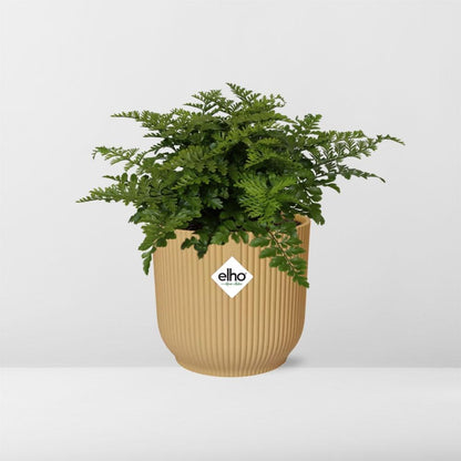 Kamerplant - Asplenium Parvati - Pot Ø 14cm