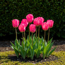 Bloembollen 15x Tulp Triumph Pink - Roze - Bolmaat 11/12