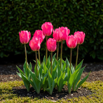 Bloembollen 15x Tulp Triumph Pink - Roze - Bolmaat 11/12