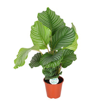 Kamerplant - Calathea Orbifolia - Pot Ø 17cm Hoogte ↕ 60cm