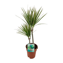 Kamerplant - Dracaena Marginata Bicolor - Pot Ø 19cm Hoogte ↕ 70cm