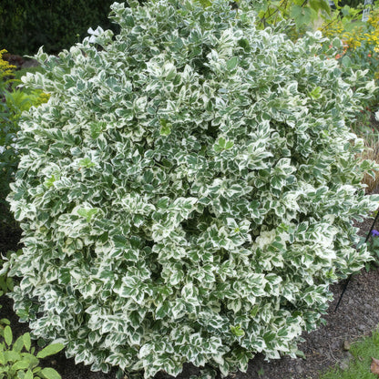 Buitenplant 6x Euonymus fort. 'Emerald Gaiety' - Pot Ø 9cm Hoogte ↕ 10-25cm