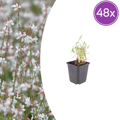 Buitenplant 48x Gaura lindheimeri - Bloeiend - Pot Ø 9cm Hoogte ↕ 10-25cm