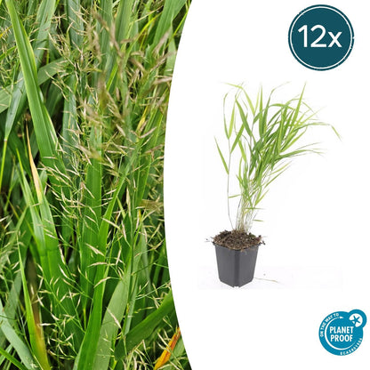 Buitenplant 12x Hakonechloa macra - Pot Ø 9cm Hoogte ↕ 10-25cm