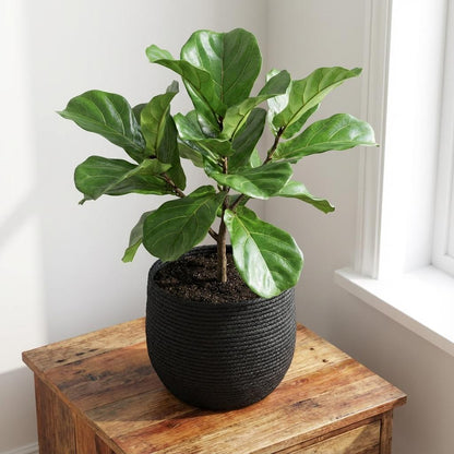 Sierpot - Mand Jorck Zwart - D26cm