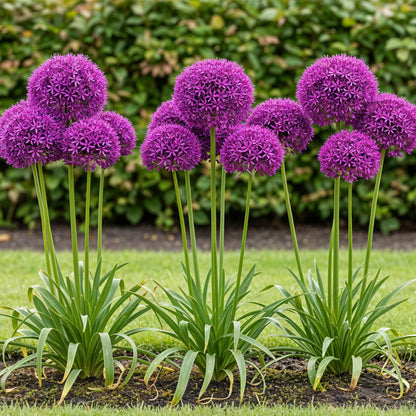 Buitenplant 15x Allium Purple Sensation - Bloeiend - Bolmaat 10/12