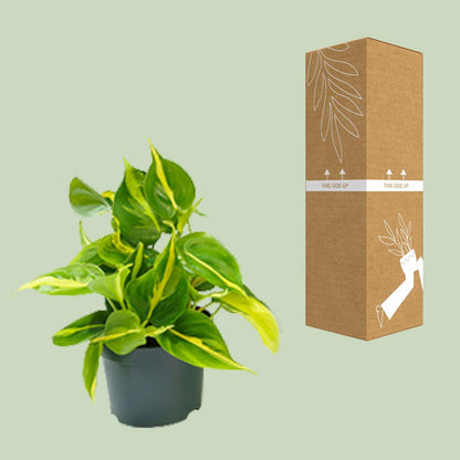 Kamerplant - Philodendron Scandens Brasil - Pot Ø 12cm Hoogte ↕ 15cm