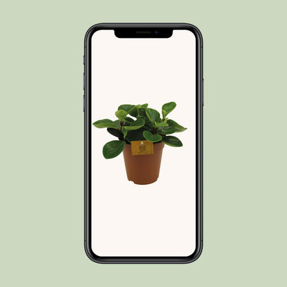 Kamerplant - Peperomia Red Canyon - Pot Ø 15cm Hoogte ↕ 25cm