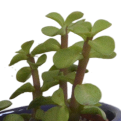 Kamerplant 5x Vetplanten mix - in Mexicaanse pot - Pot Ø 5.5cm