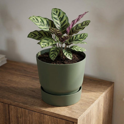 Sierpot - Greenville Round Leaf - Ø 25cm - Groen