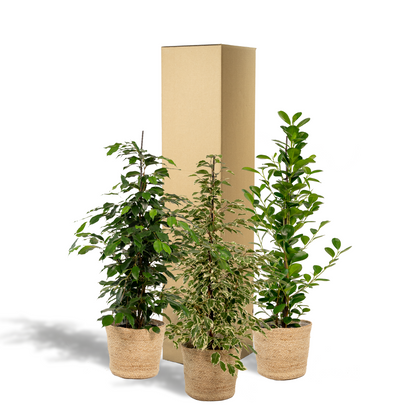 Kamerplant set - 3x Ficus (Danielle, Twilight, Moclame) - Met mand - Pot Ø 21cm Hoogte ↕ 95cm