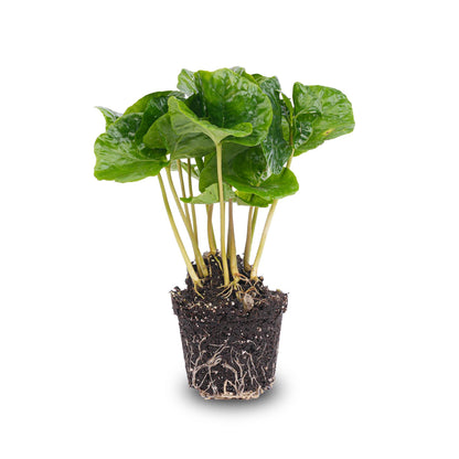 Kamerplant - Coffea Arabica - Pot Ø 6cm